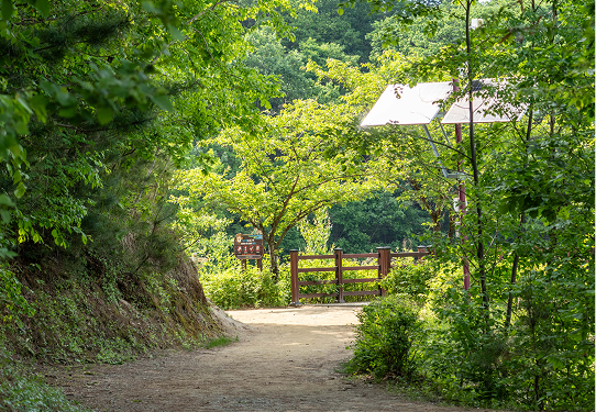 횡성호수길 숲 풍경 1
